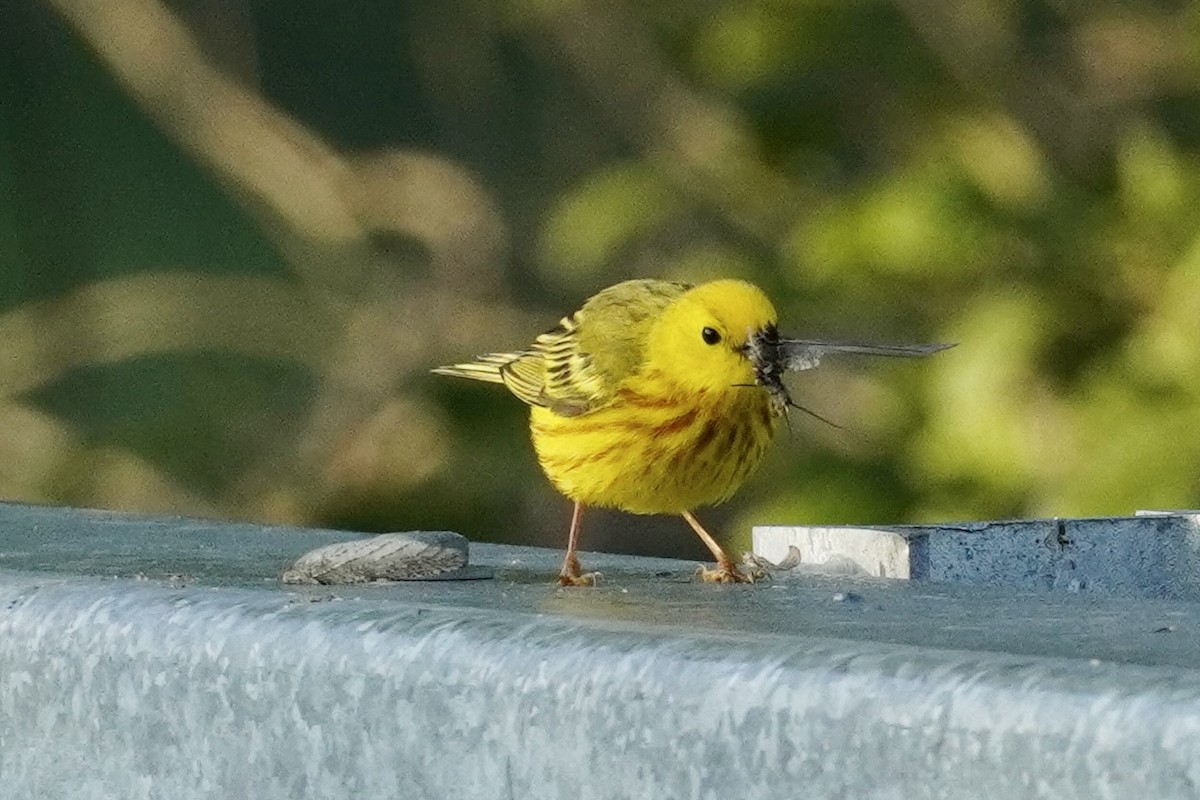 Yellow Warbler - Terry Bohling