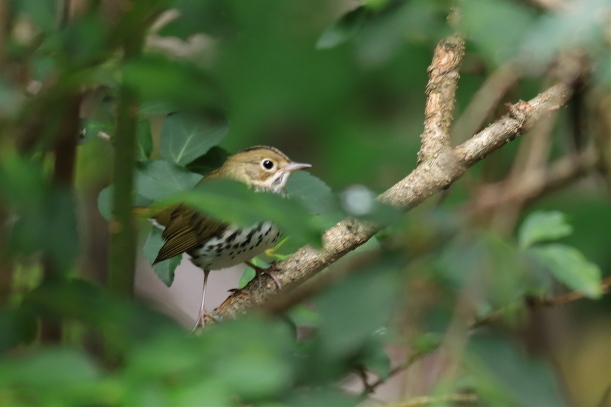 Ovenbird - Margaret Viens