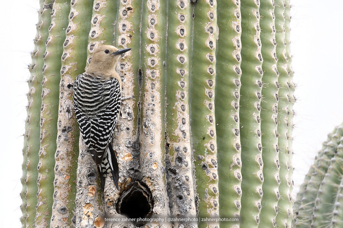 Gila Woodpecker - terence zahner