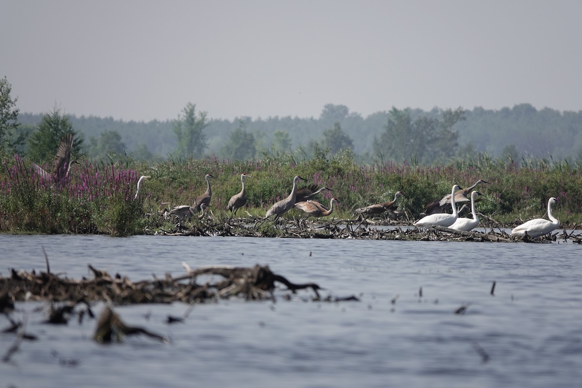 Sandhill Crane - ML604101721