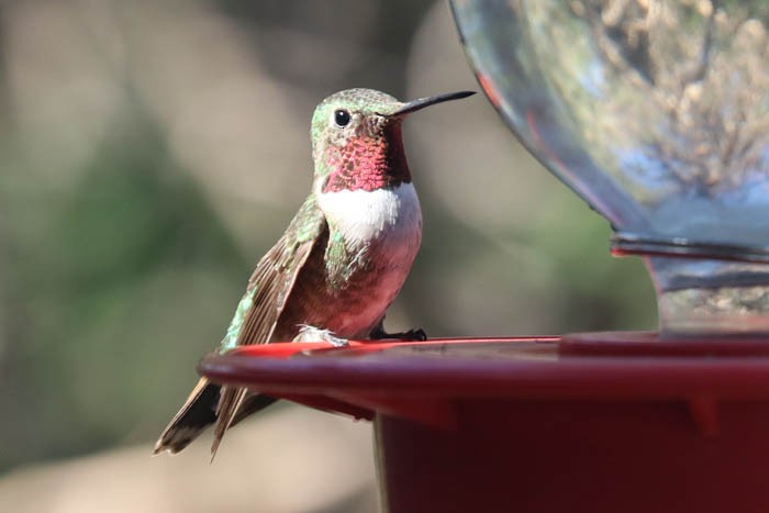 Broad-tailed Hummingbird - Tony Godfrey
