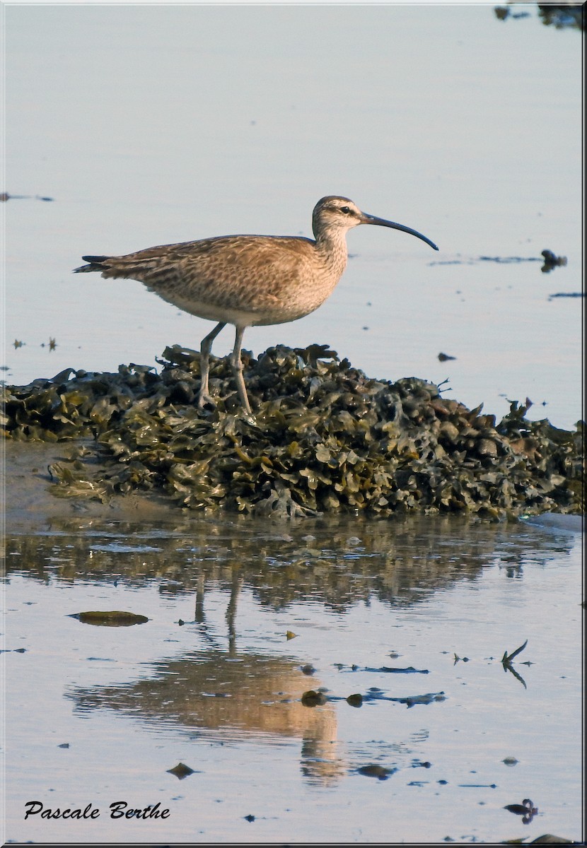 Regenbrachvogel - ML604102201