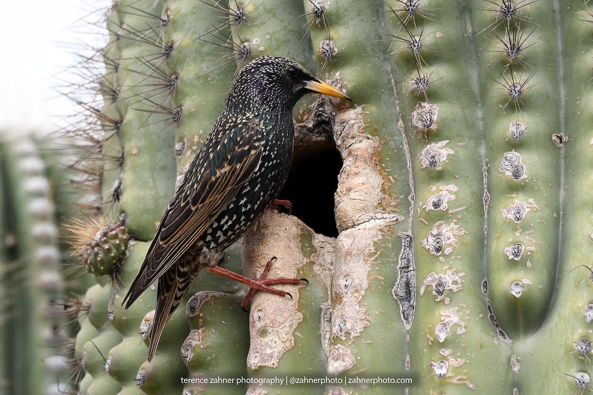 European Starling - terence zahner