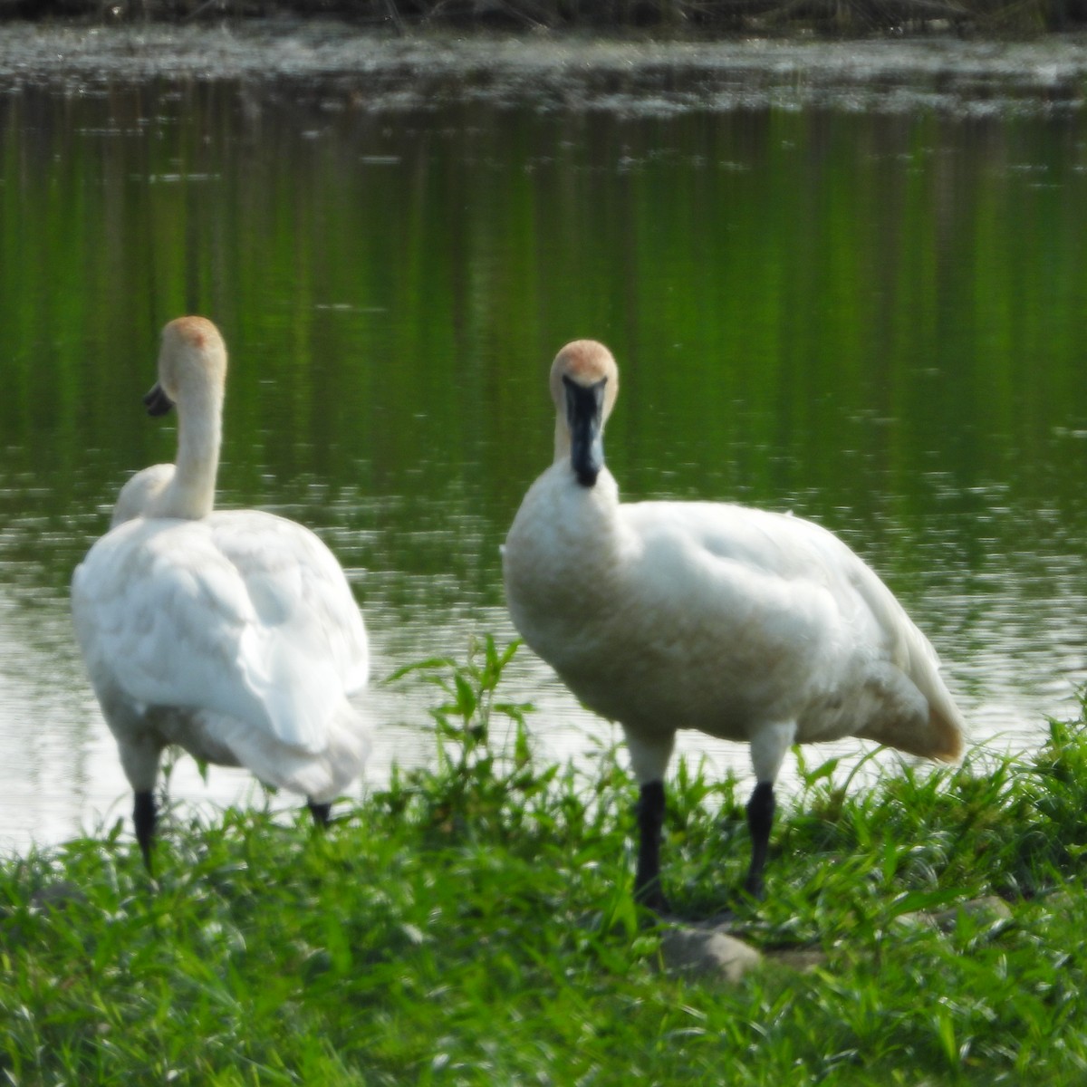 Trumpeter Swan - ML604102761