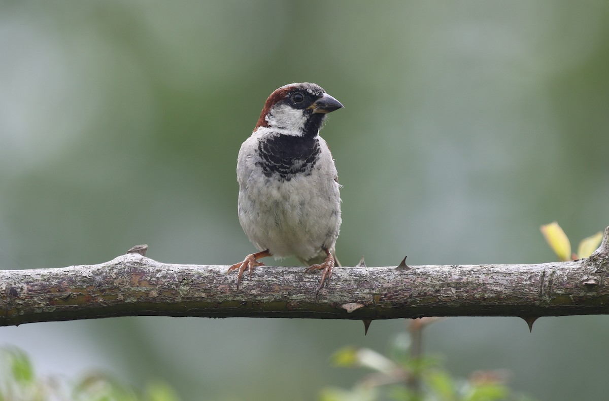 Moineau domestique - ML604102861