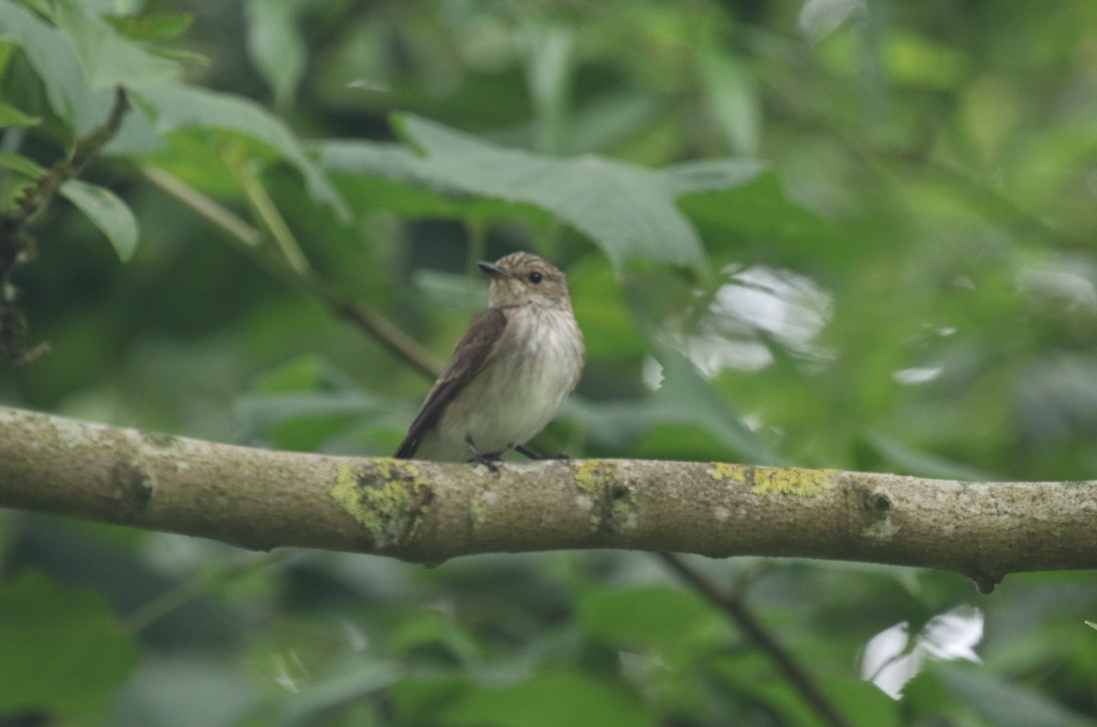 gråfluesnapper (striata gr.) - ML604103051