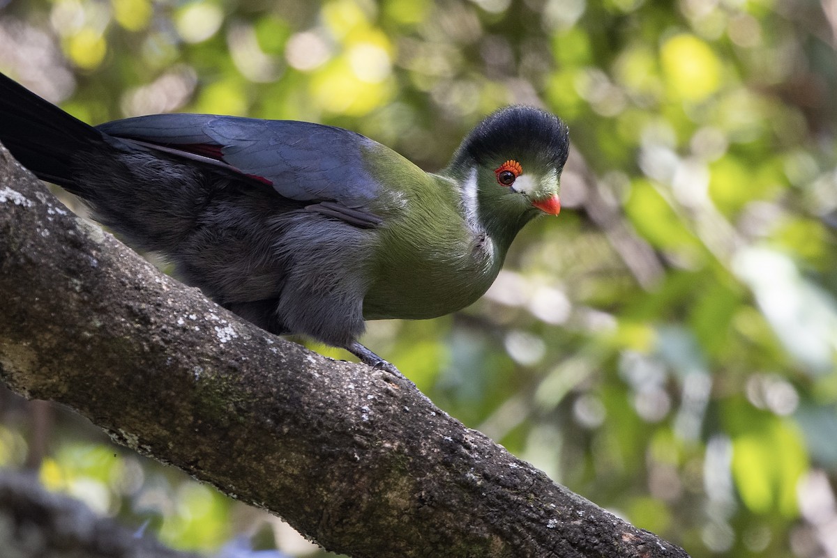 White-cheeked Turaco - Mathieu Bally