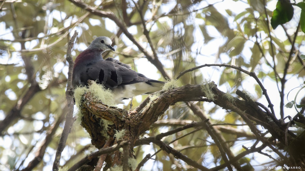 Maroon-chested Ground Dove - Andrey Navarro Brenes