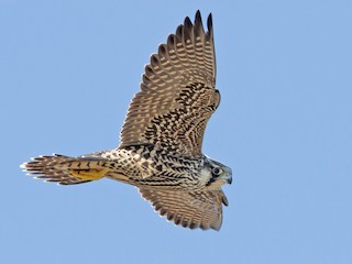 Juvenile - Peregrine Falcon
