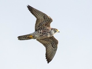 Immature - Peregrine Falcon
