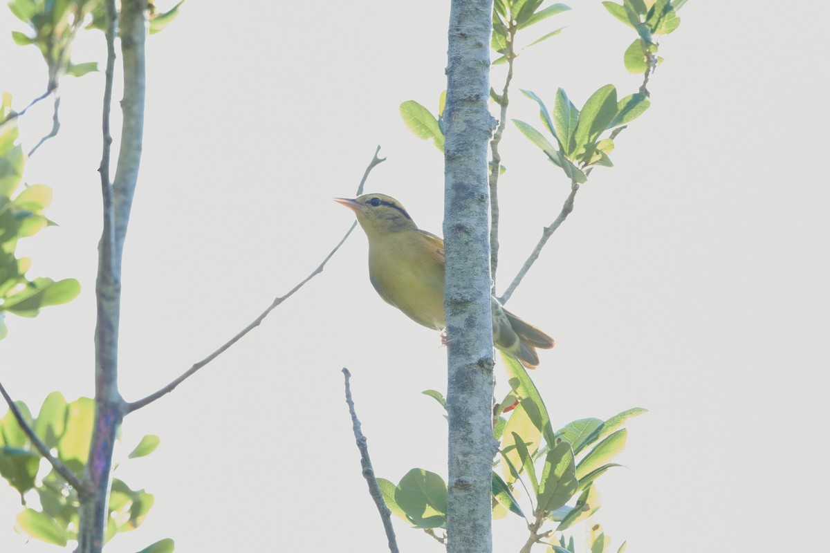 Worm-eating Warbler - ML604106181