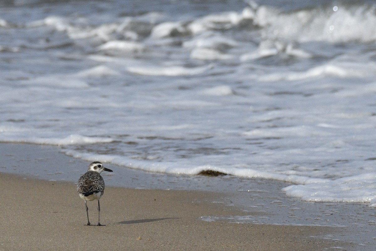 Black-bellied Plover - ML604106211