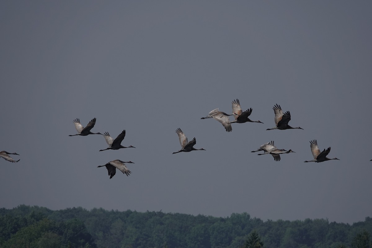 Sandhill Crane - ML604106241