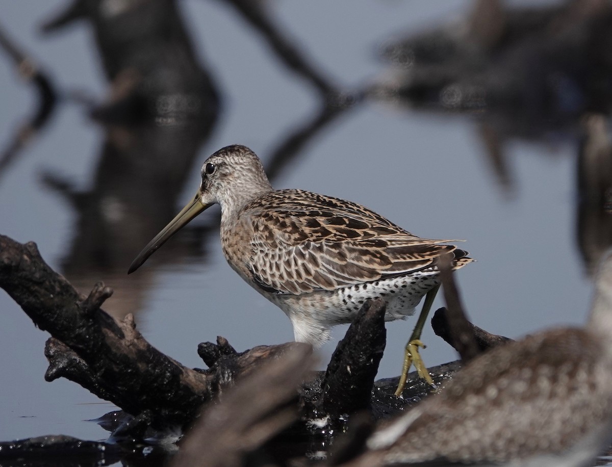 Short-billed Dowitcher - Mike Cadman