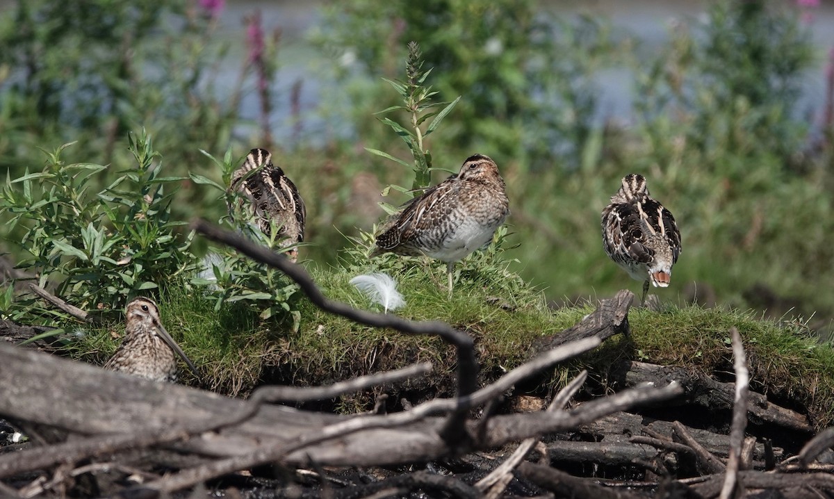 Wilson's Snipe - ML604106431