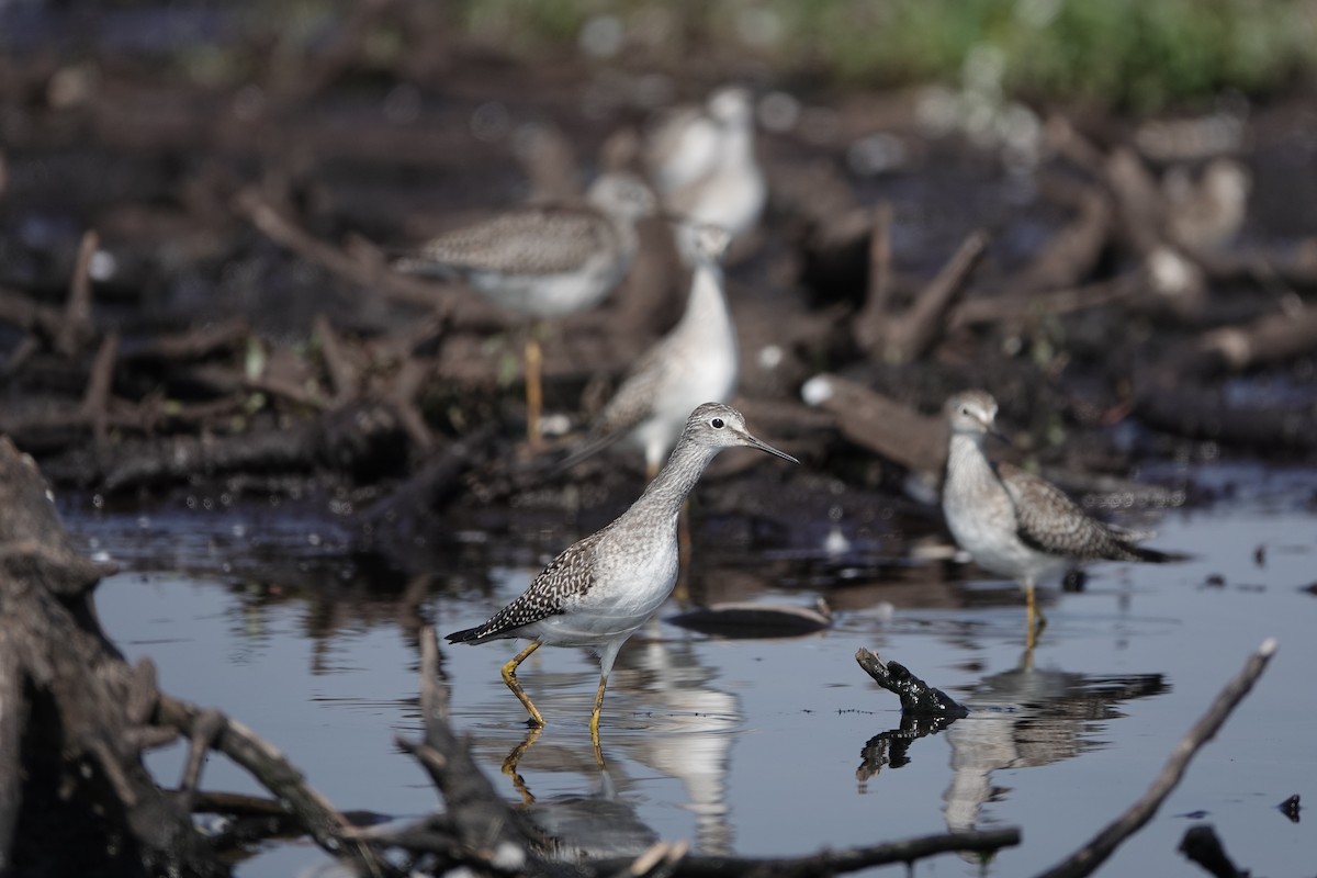 Lesser Yellowlegs - Mike Cadman