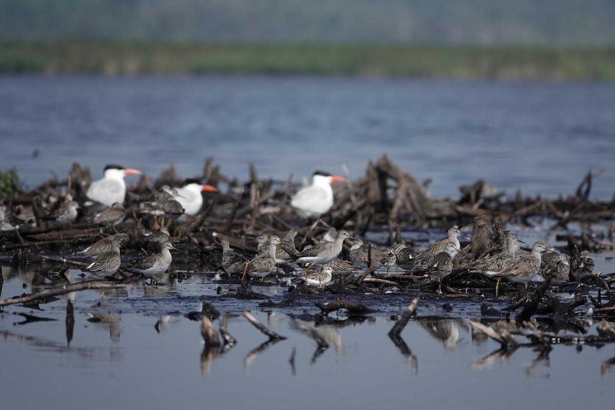 Lesser Yellowlegs - ML604106531