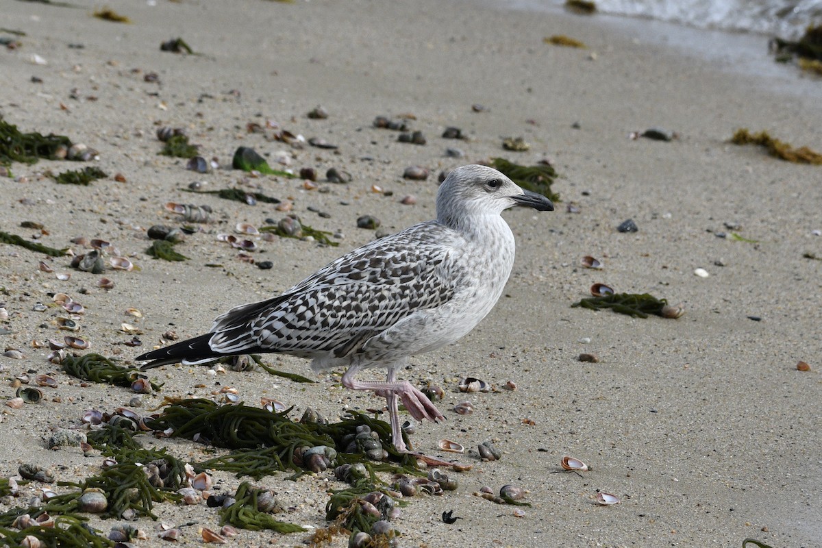 Great Black-backed Gull - David Clapp