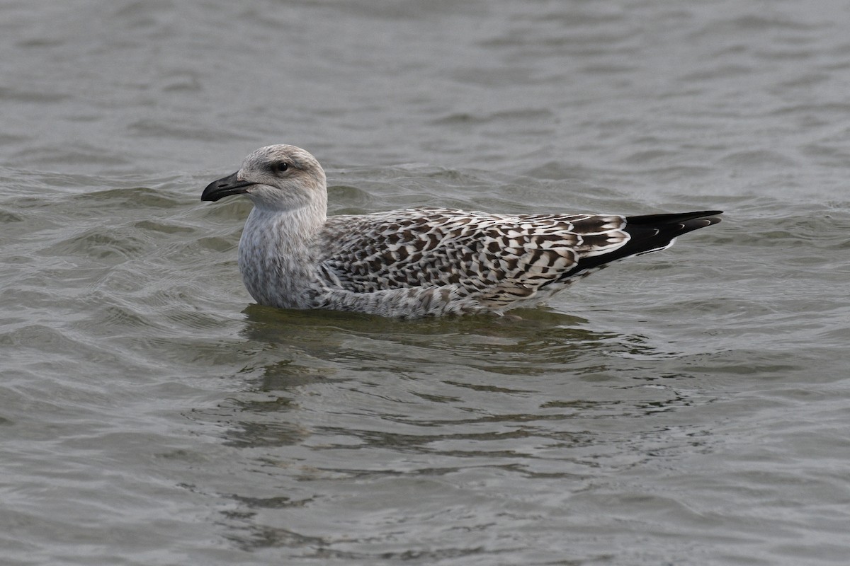 Great Black-backed Gull - David Clapp