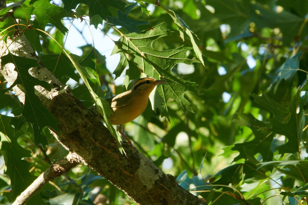 Worm-eating Warbler - ML604106771