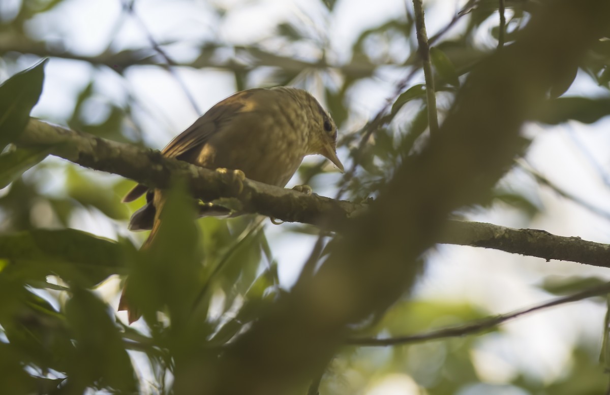 White-browed Foliage-gleaner - ML604106861