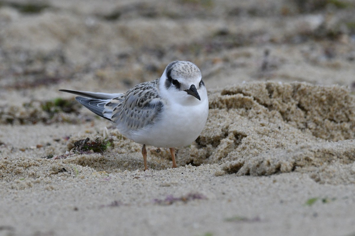 Least Tern - David Clapp