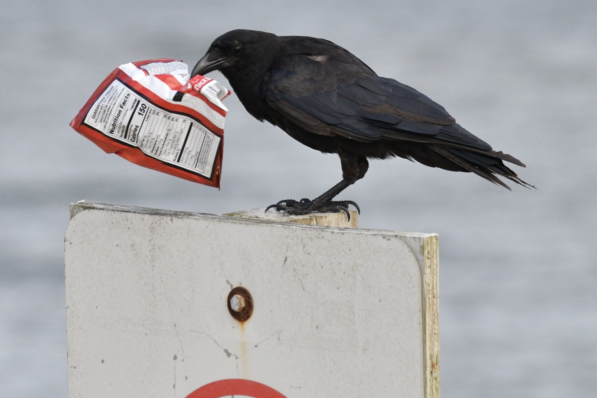 American Crow - ML604107061