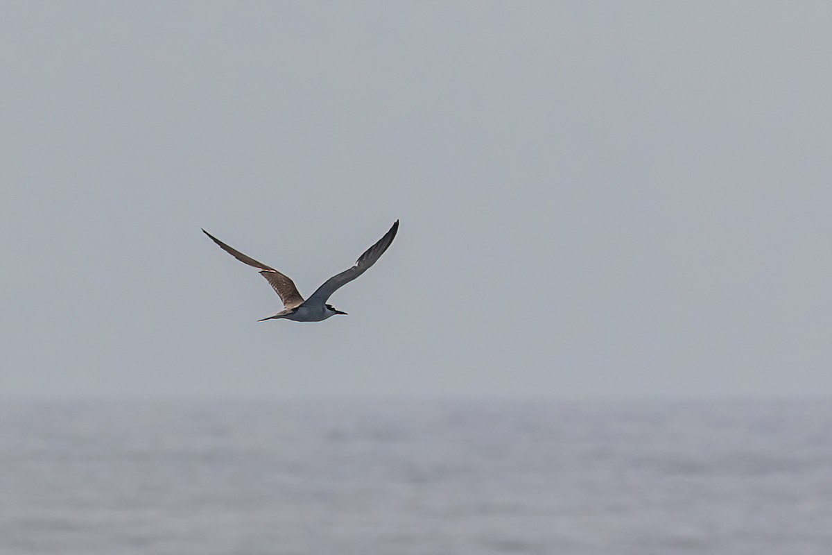 Bridled Tern - ML604107271