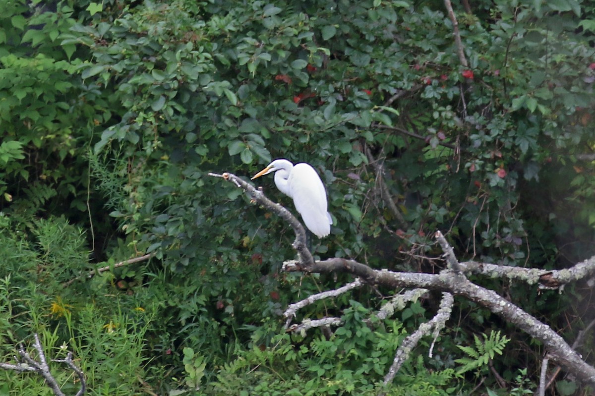 Great Egret - ML604107381