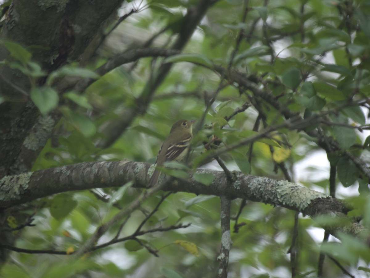 tyranovec žlutobřichý - ML604107881