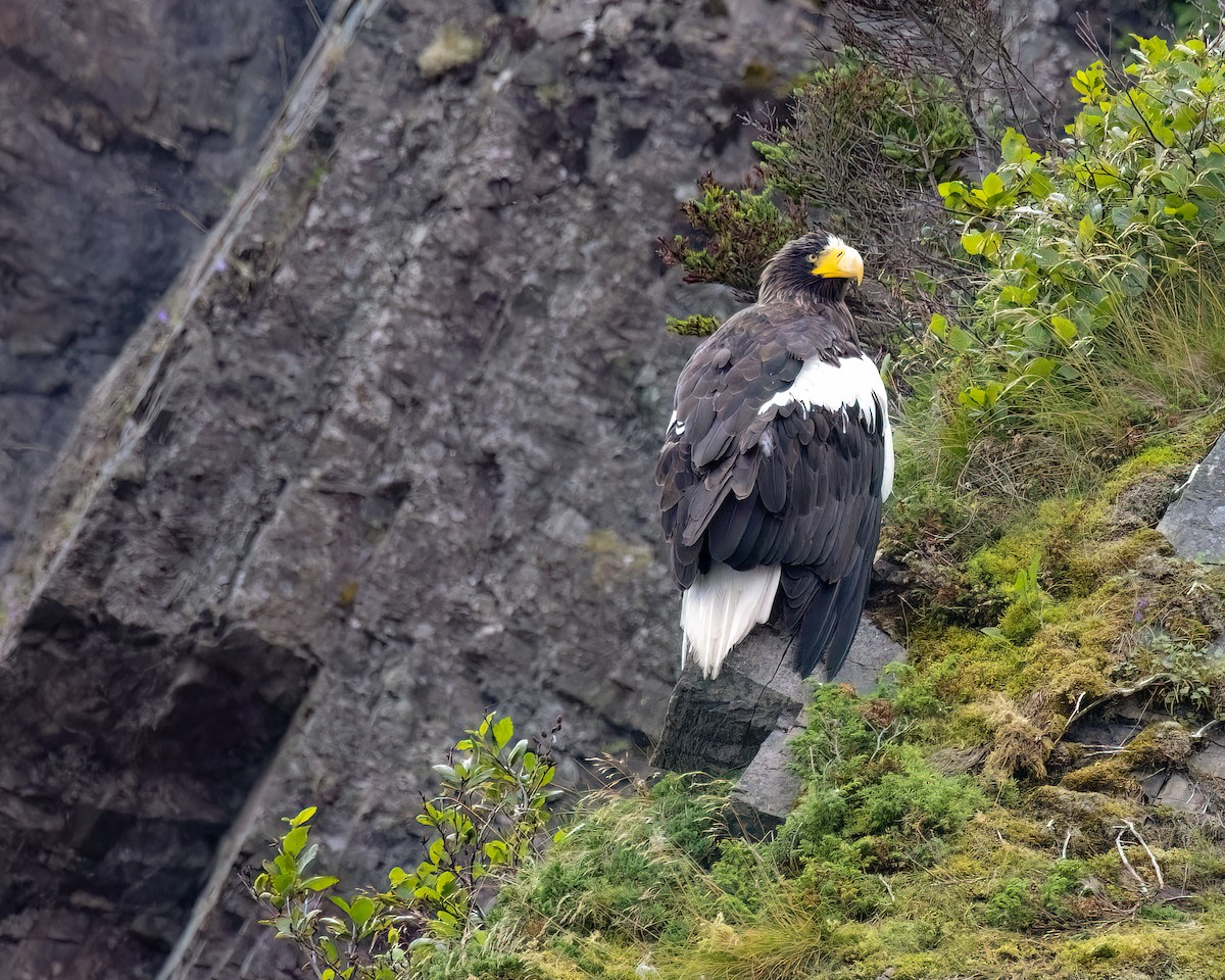 Steller's Sea-Eagle - ML604108821