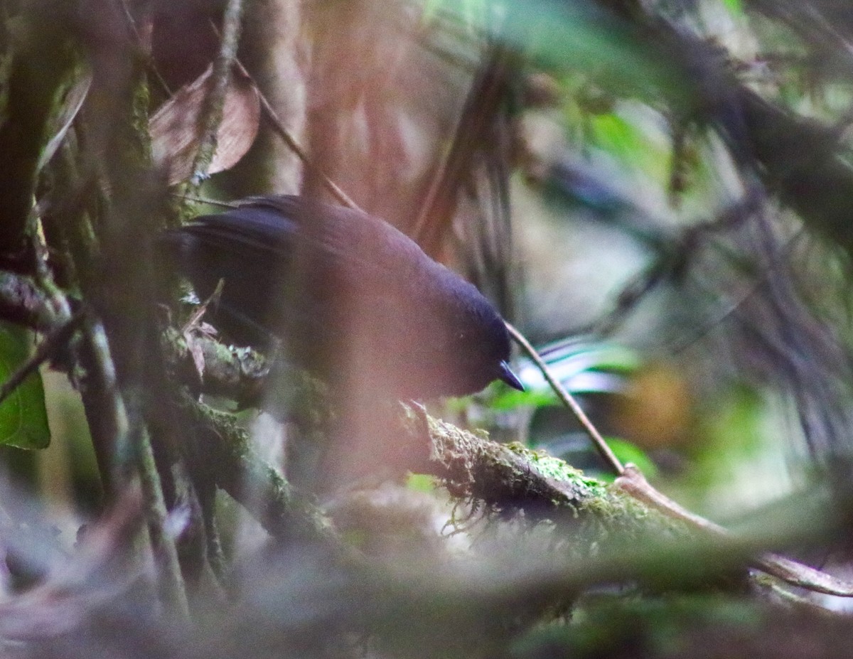 Blackish Tapaculo - ML604109051