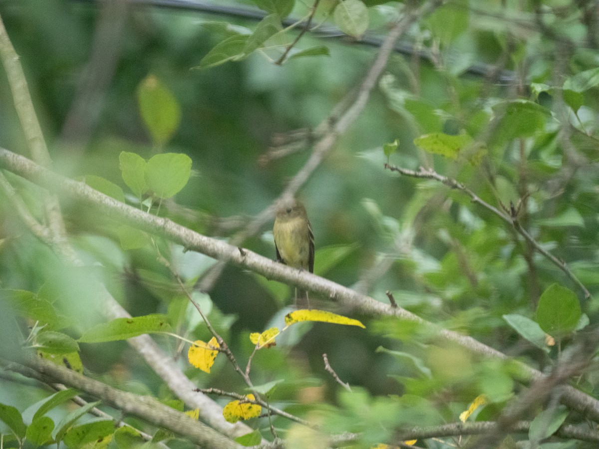 tyranovec žlutobřichý - ML604109441