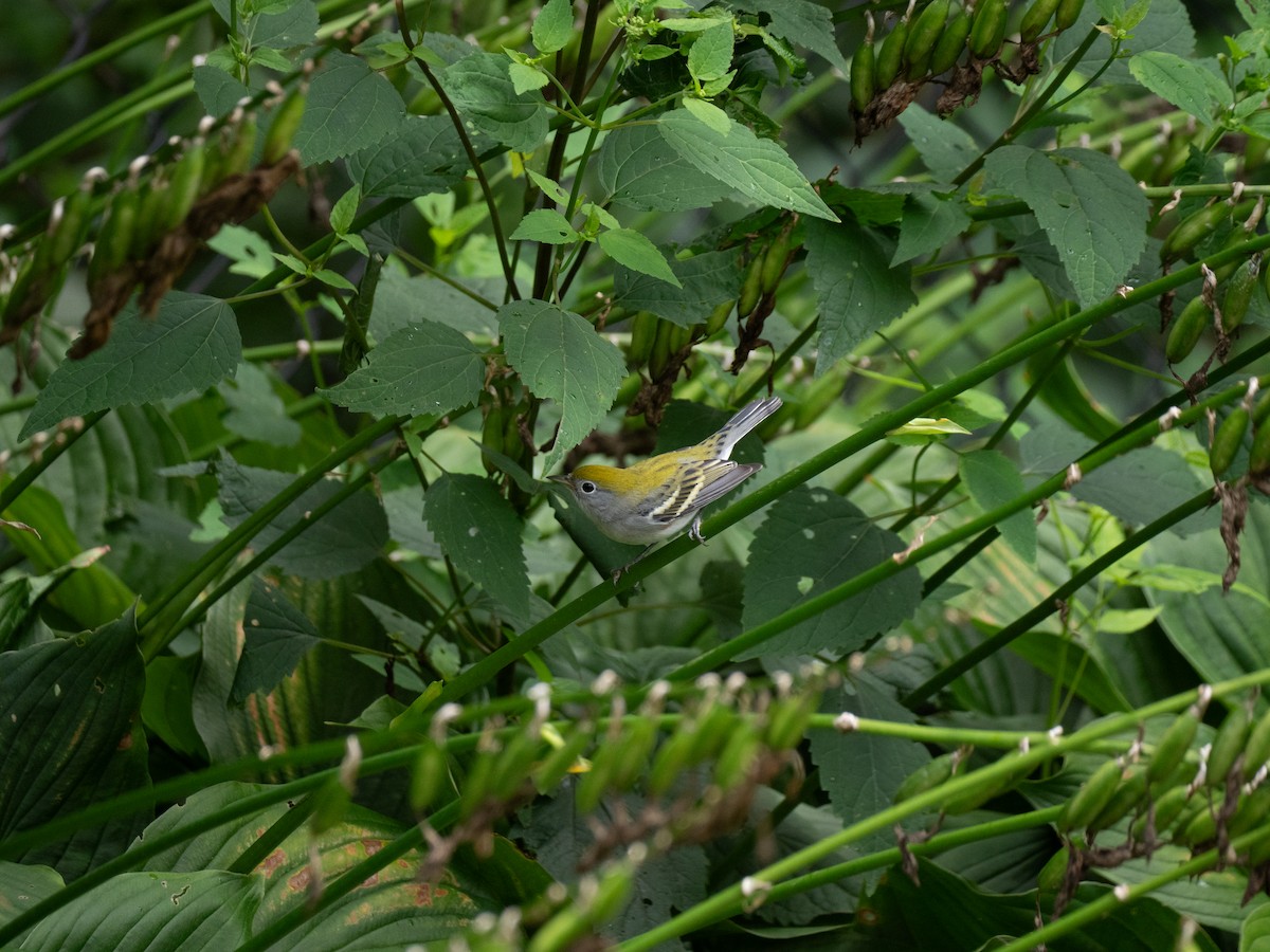 lesňáček rezavoboký - ML604111011