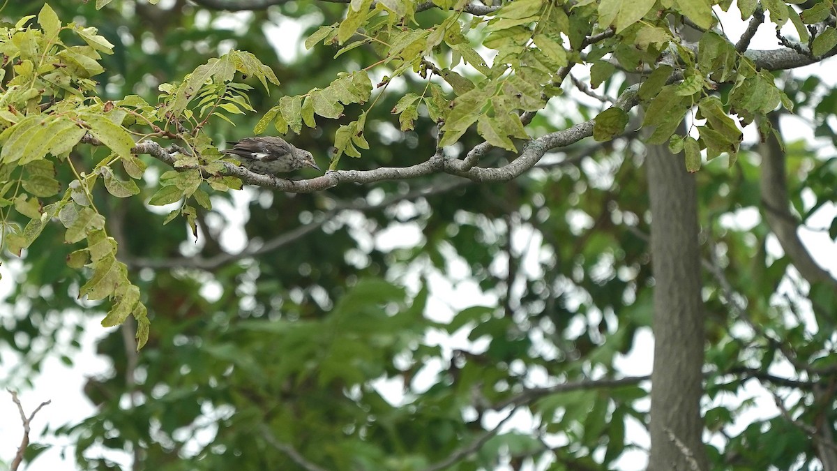 Northern Mockingbird - Indira Thirkannad