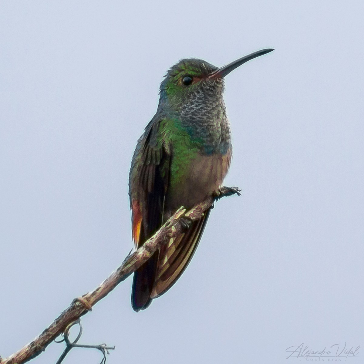 Rufous-tailed Hummingbird - Alejandro Vidal