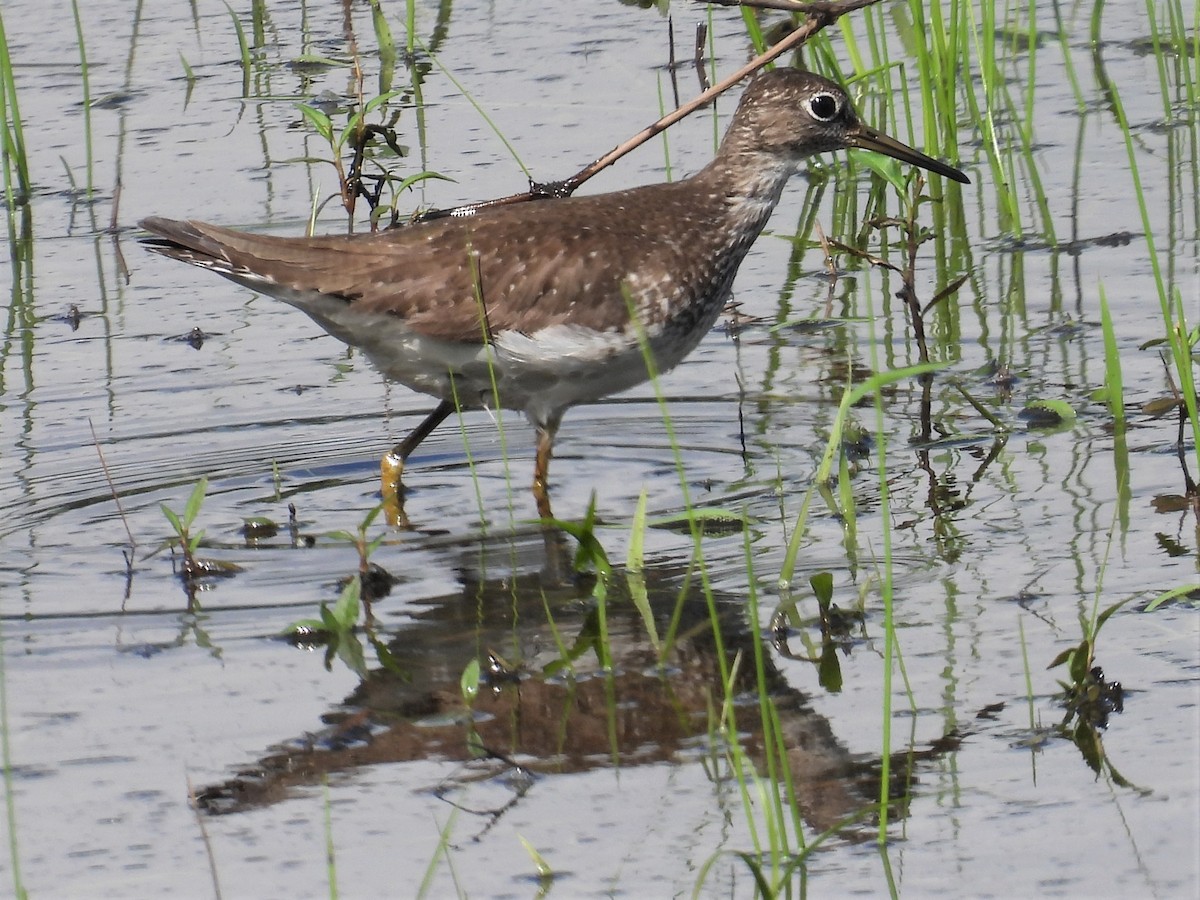 Solitary Sandpiper - Susan Gowen