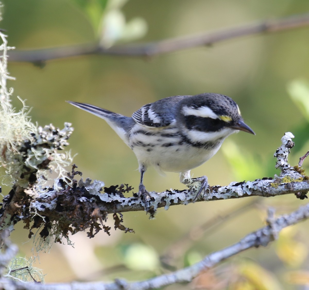 Black-throated Gray Warbler - ML604115021