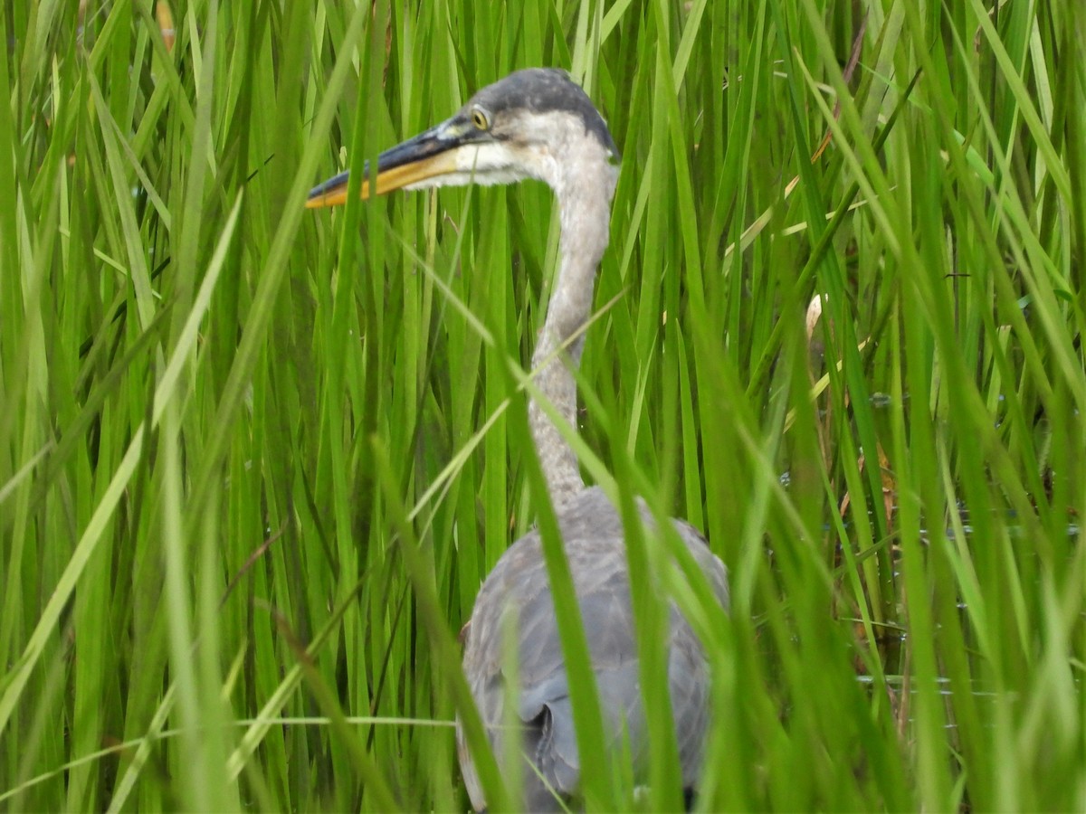 Garza Azulada - ML604115831