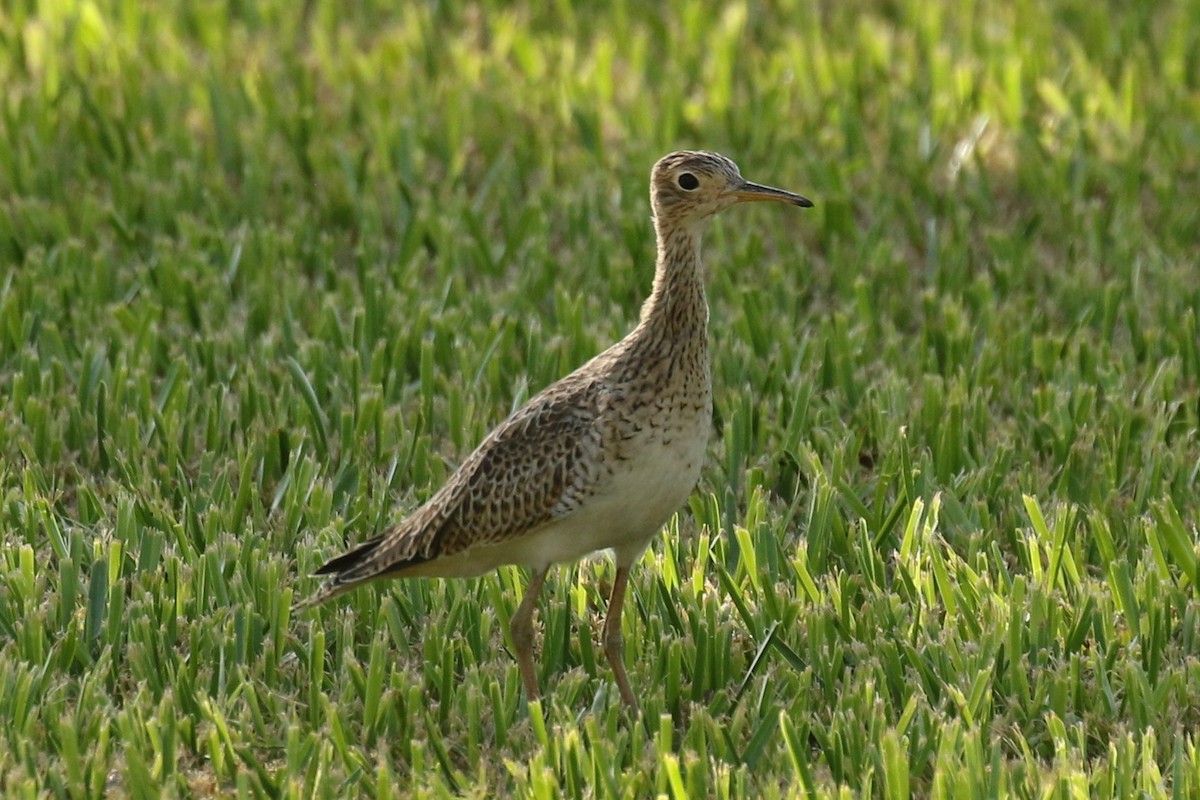 Upland Sandpiper - ML604116641