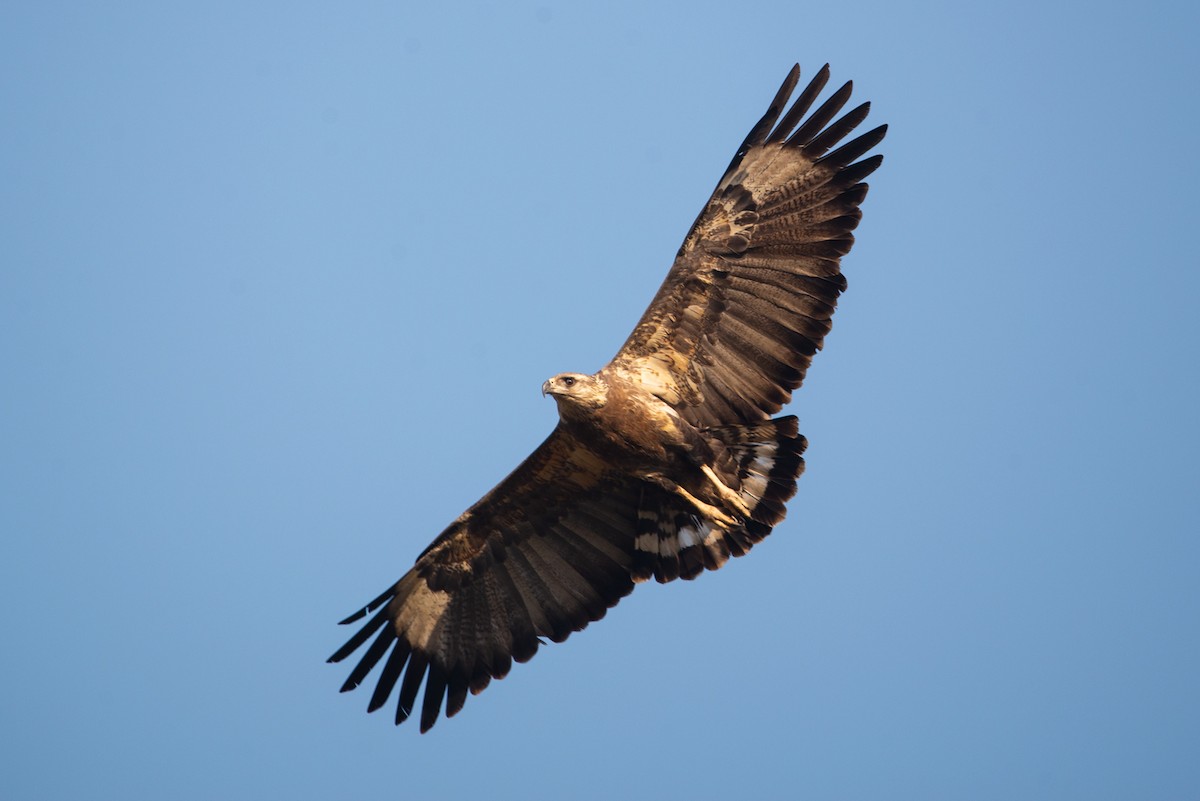 Águila de Azara - ML604117011