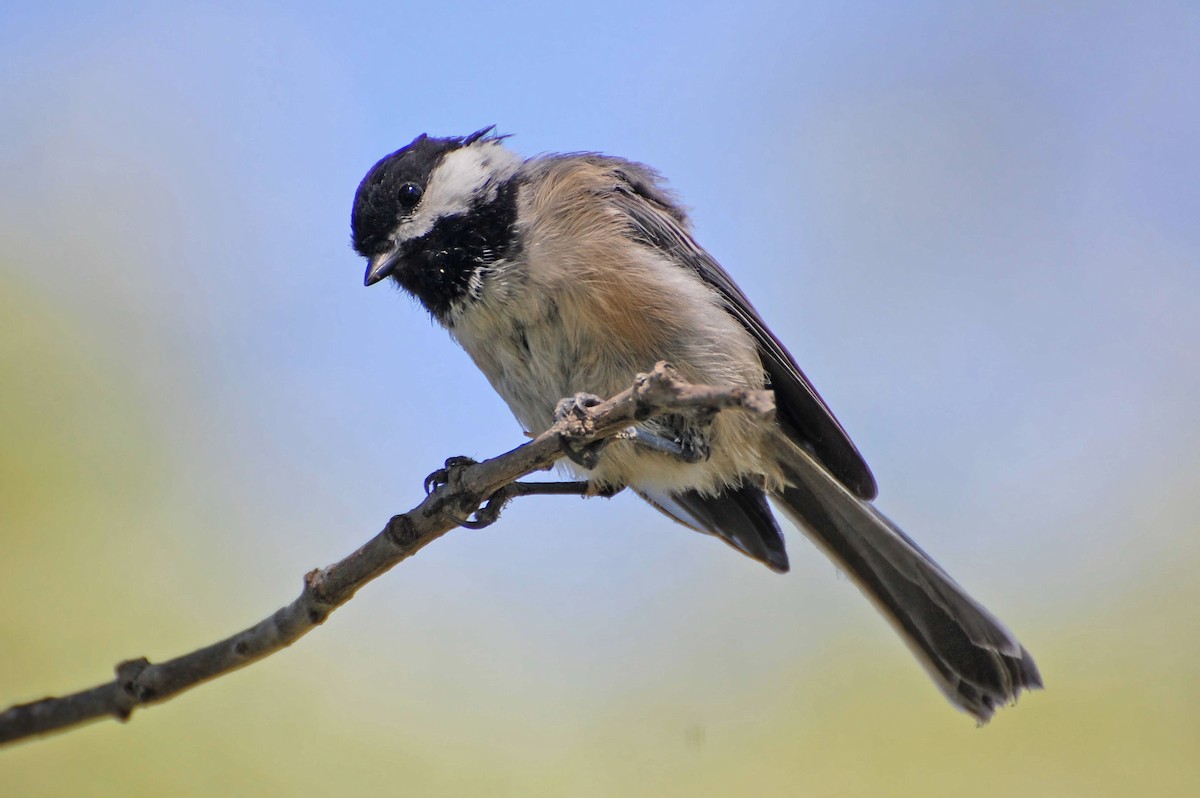 Black-capped Chickadee - ML604118651