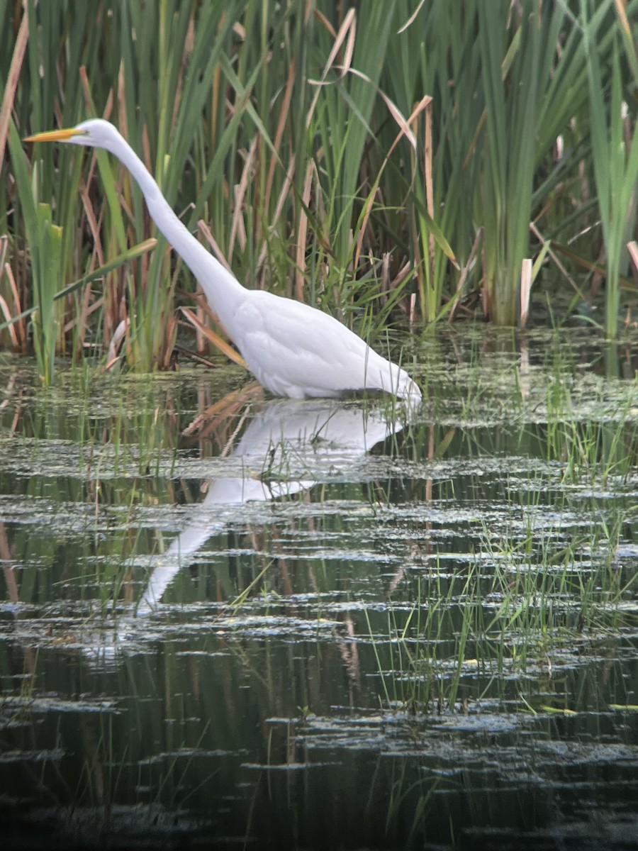 Silberreiher - ML604118781