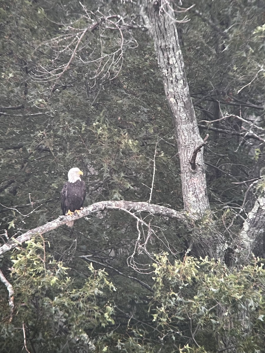 Weißkopf-Seeadler - ML604118801