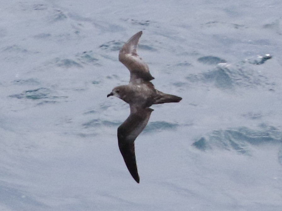 Murphy's Petrel - ML60411931