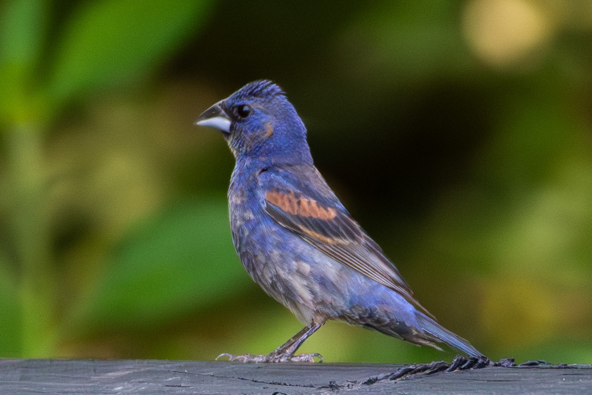 Blue Grosbeak - ML604119341