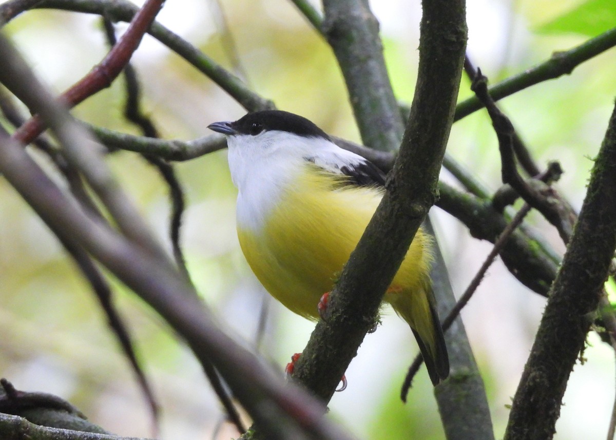 White-collared Manakin - ML604119921