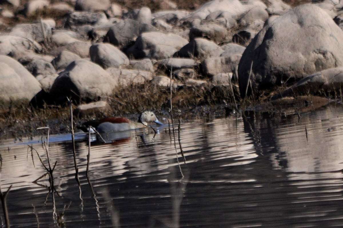 White-cheeked Pintail - María Ester Quiroga