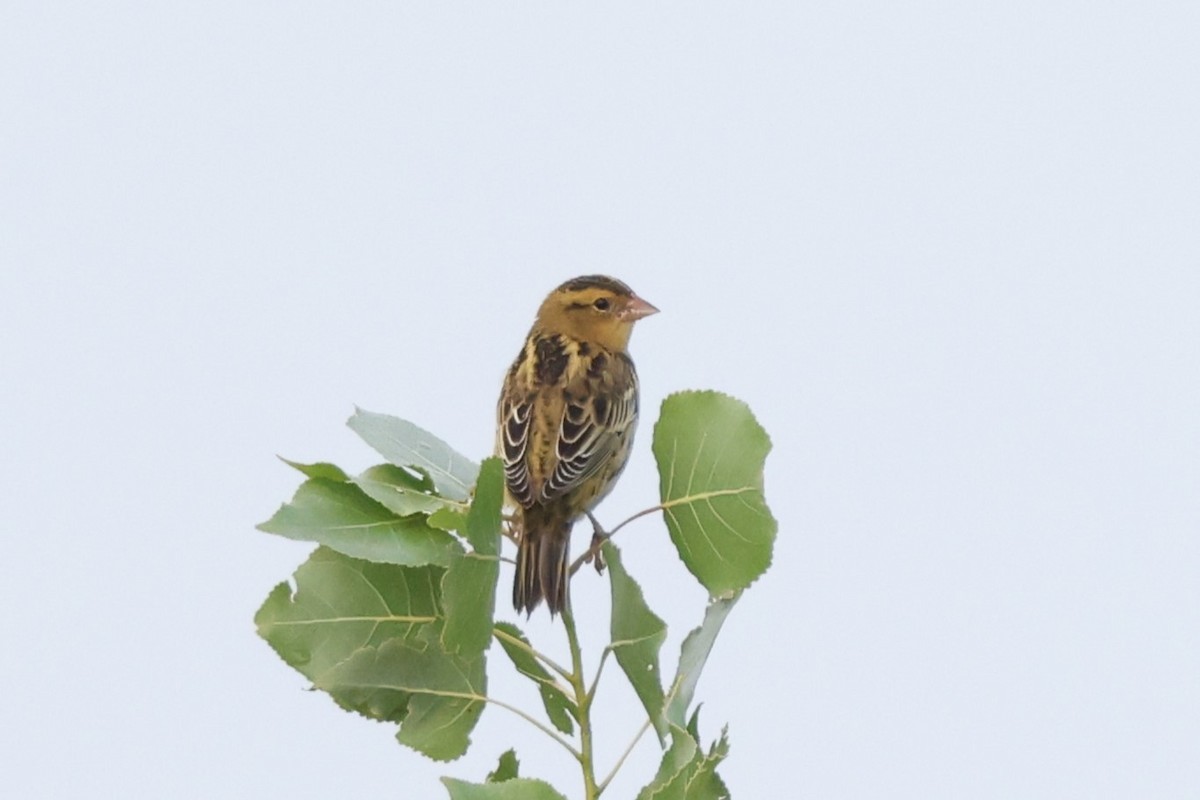 bobolink americký - ML604121141