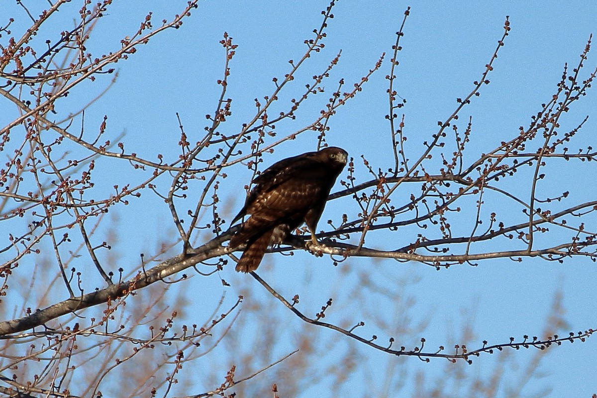 Red-tailed Hawk - ML604121201